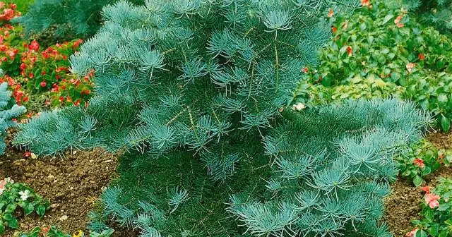 Могут ли креповые мирты расти в Колорадо?