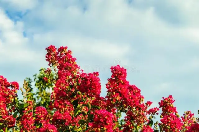 Растут ли креп-мирты в Калифорнии?