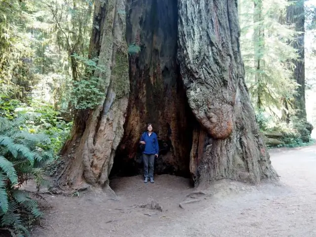 Где в Калифорнии дерево, через которое можно проехать?