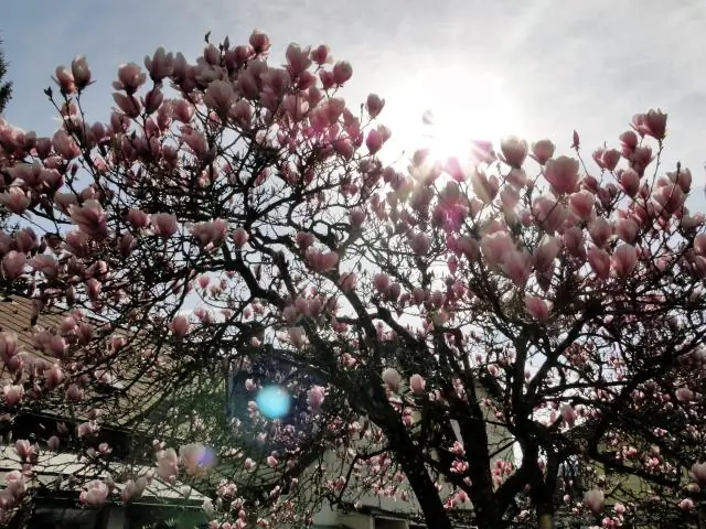 Нужны ли магнолиям полное солнце?