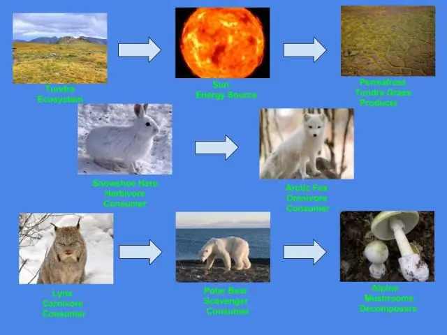 Какой пример пищевой цепи в тундре?