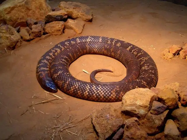 Есть ли на острове пингвинов змеи?