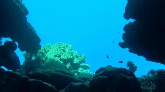 Насколько глубок язык океана?