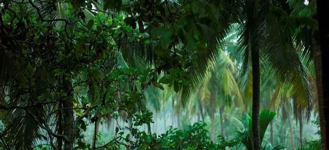 Какие деревья растут в африканских джунглях?