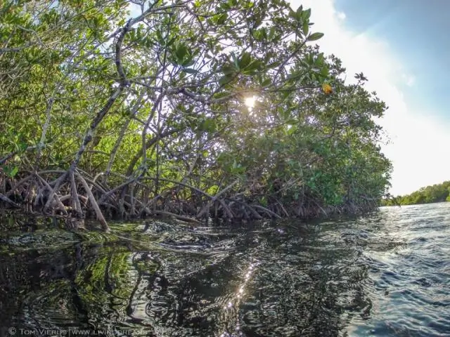 Можно ли пересаживать мангры?