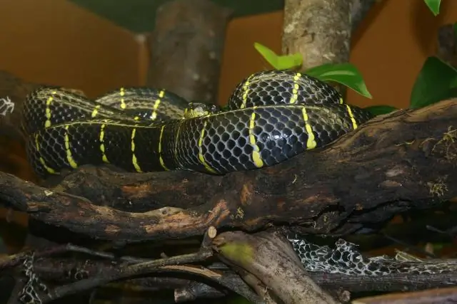 Какие животные обитают в мангровых зарослях?