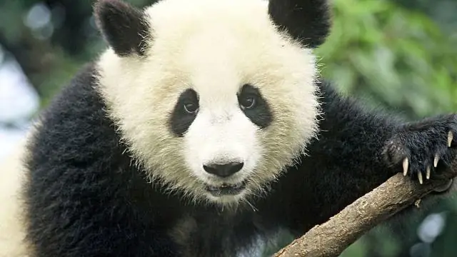 Как работают панды?