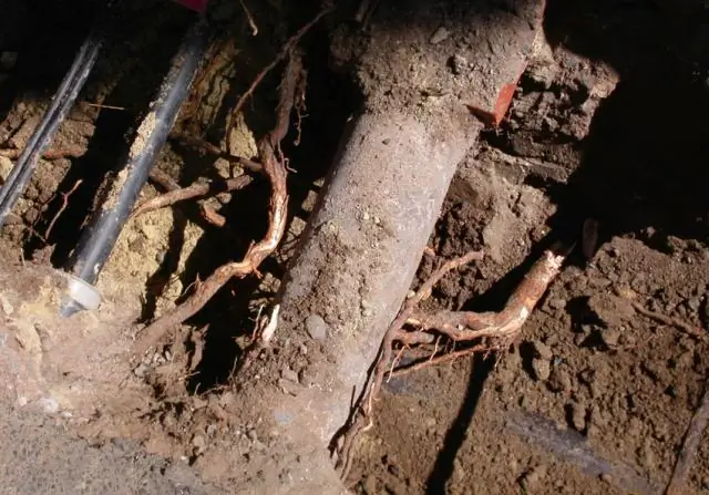 У креповых миртов глубокие корни?