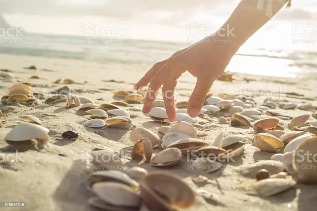 Как мне добраться до Шелл-Бич?