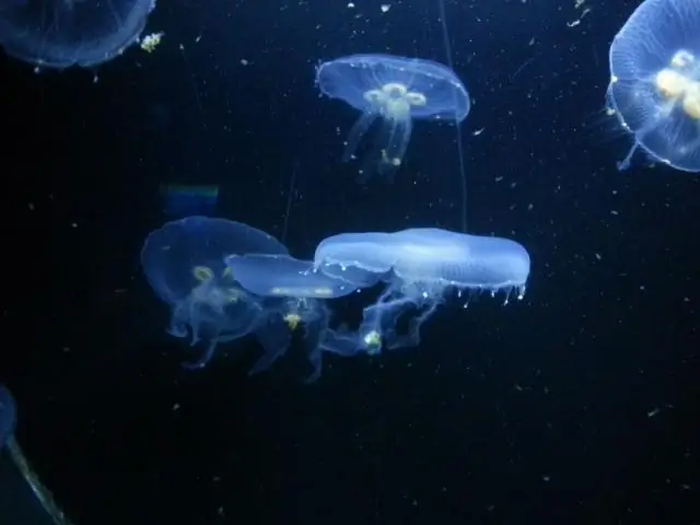 В каком классе учатся медузы?