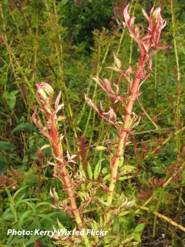 Что такое болезнь розетки?