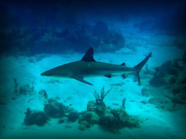 Есть ли на Антигуа акулы?