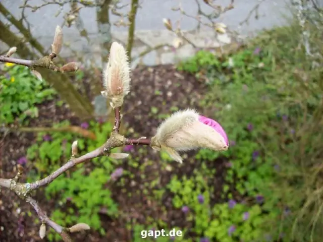 Какая почва нужна магнолии?