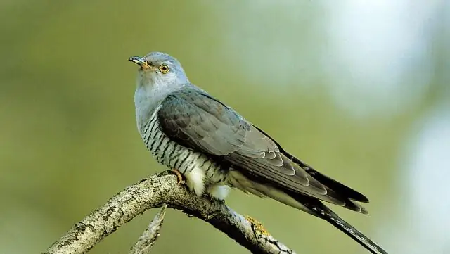 Как выглядит птица буревестник?