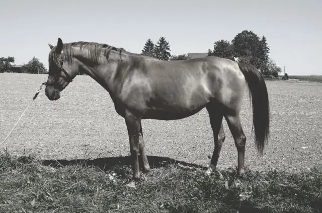 Каково время обработки запроса на получение информации для австралийского PR?