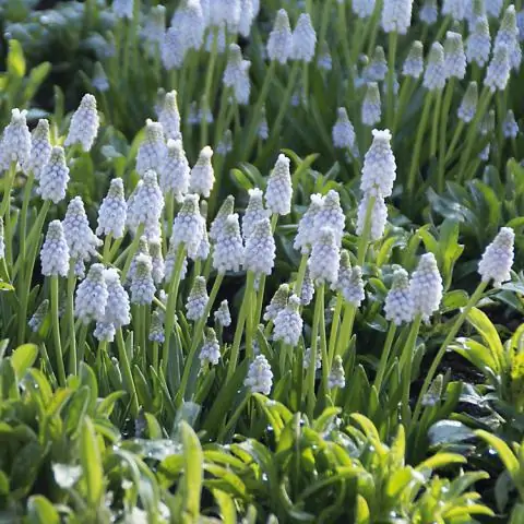 Что значит одичать?