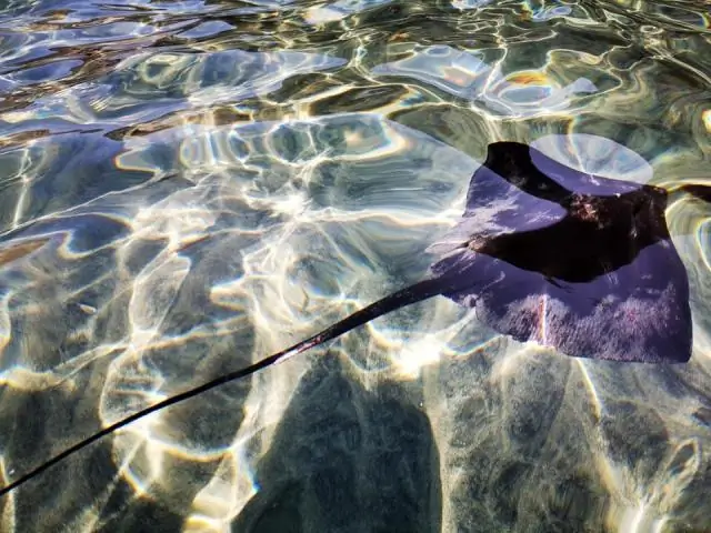 Почему рыбы плавают вокруг медуз?