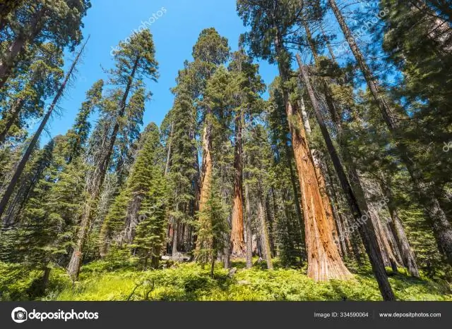 Что такое Государственное дерево Калифорнии?