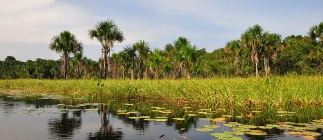 Считается ли Гайана Карибским?