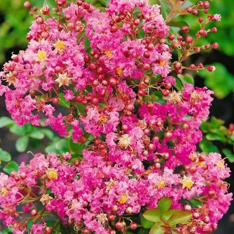 Креп мирт - это дерево?