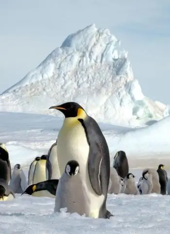 Чем грозят императорские пингвины?