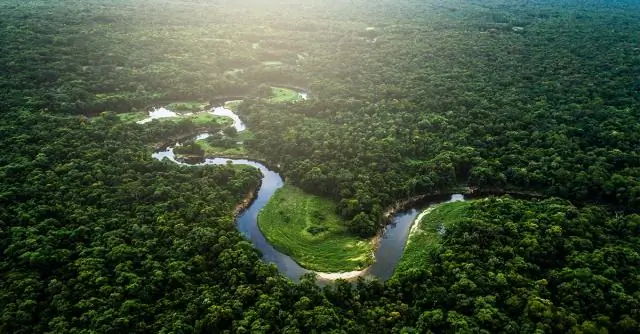 Амазонка - это тропический лес?