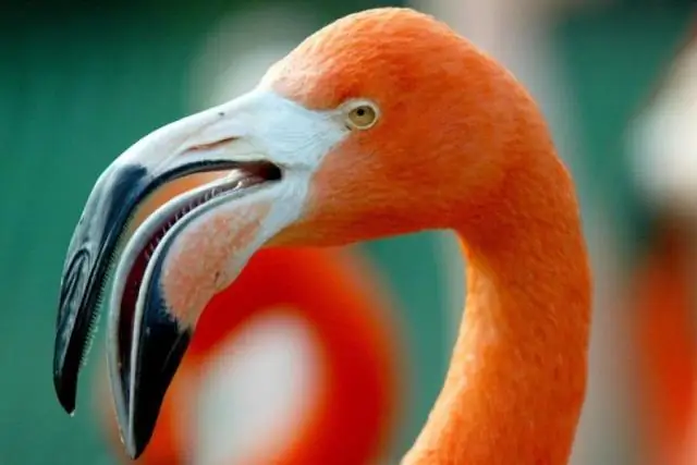 В какой погоде живут фламинго?