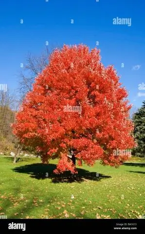 Что такое дерево штата Пенсильвания?