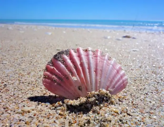 Разве в Австралии незаконно брать снаряды с пляжа?