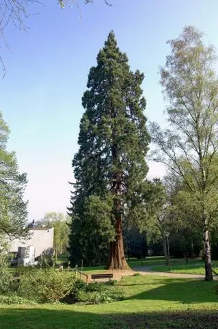 Где самые старые секвойи?