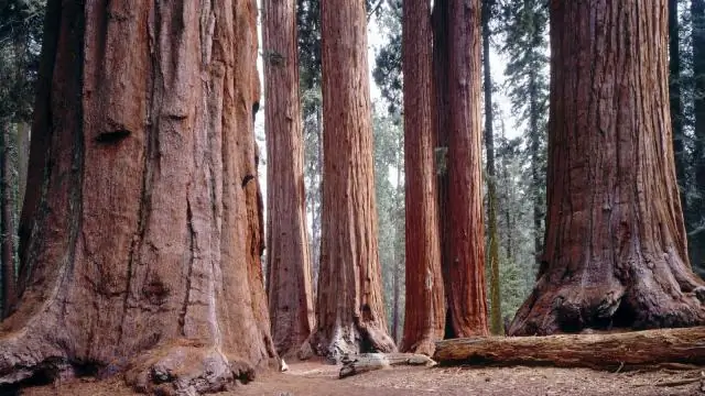 Где секвойи и секвойи?