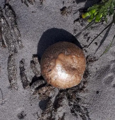 Как долго Шелби находилась в коме в «Стальных магнолиях»?