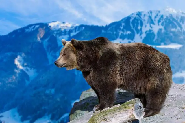 Какие животные живут в тайге?