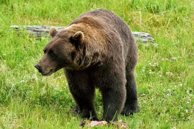 Что нужно медведю гризли, чтобы выжить?