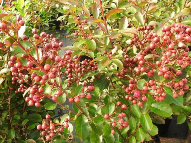 Будет ли креп-мирт расти в Айове?