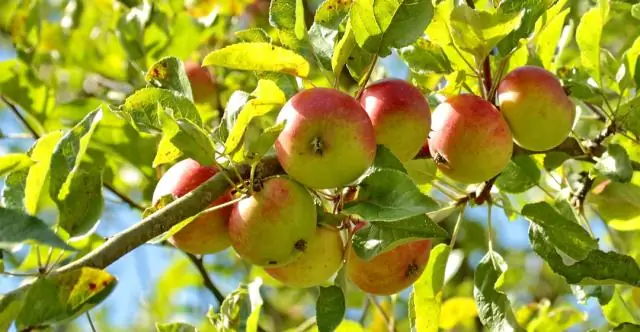 Какие фруктовые деревья растут на Кипре?