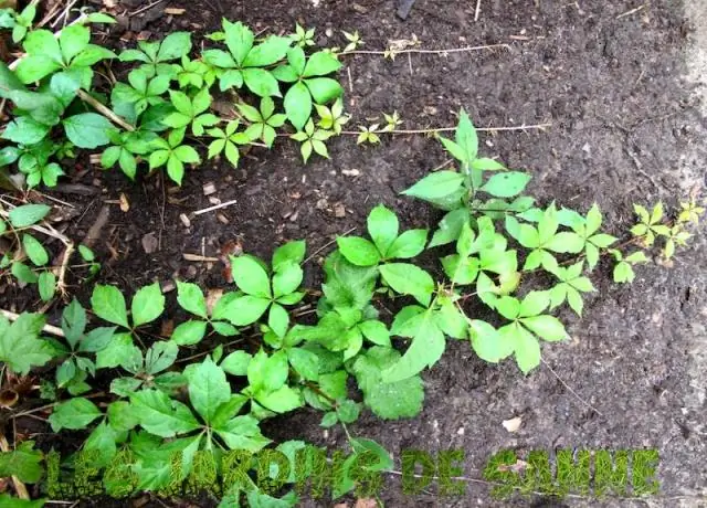 Растут ли креп-мирты в Вирджинии?