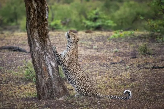Можно ли взять с собой утюг в ручной клади Delta?