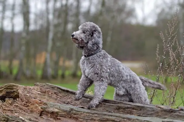 Что такое форма Uscis N 400?