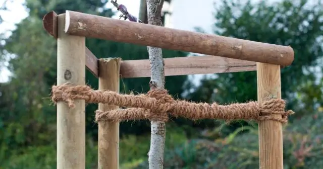 Как поддержать дерево кольями?