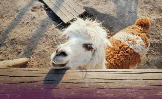 В чем разница между JustGrab и GrabCar?