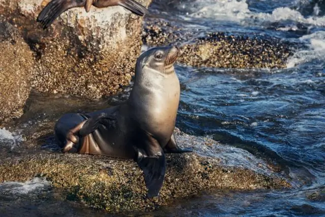 Сколько времени нужно, чтобы ехать из Лос-Анджелеса в Монтерей?