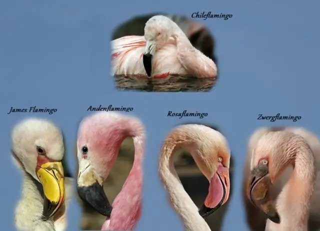 Сколько существует видов фламинго?