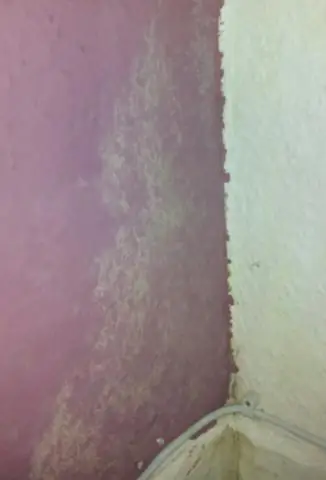 Как выглядит осьминог?