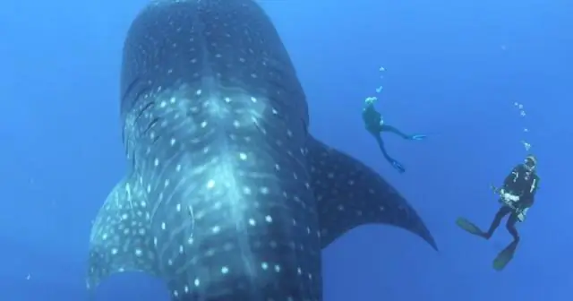 Какая самая большая антарктическая рыба?