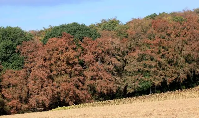 Где могут расти креповые мирты?
