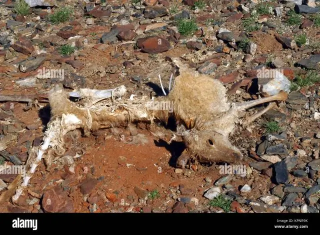 Какой кенгуру умер?