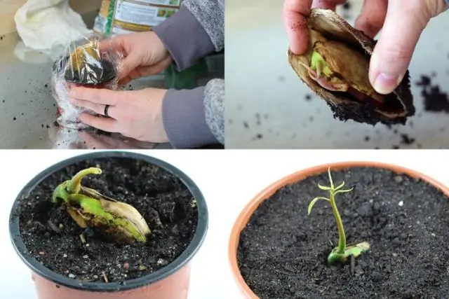 Можно ли вырастить креп мирт из семян?