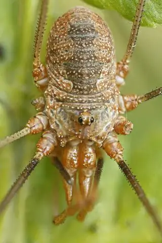 Как работает шнурок?