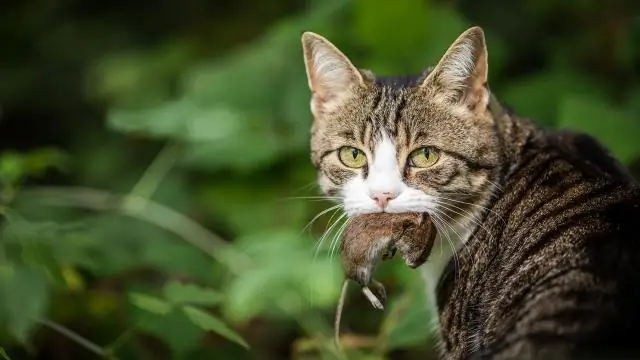 Как образовался водопад Маквей?